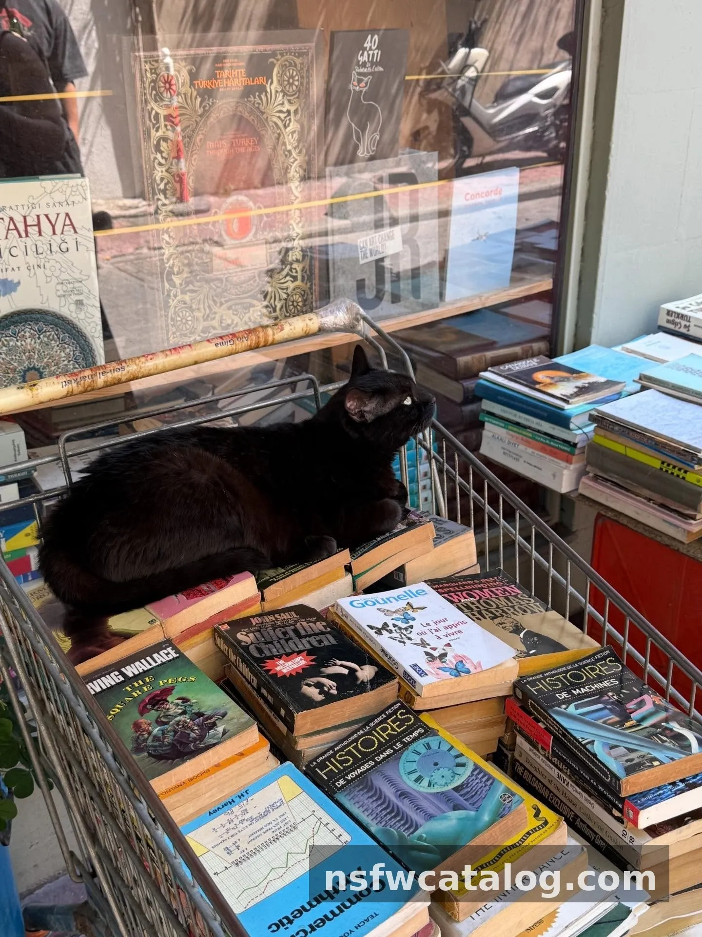 Istanbul Cat's Big Natural Boobs